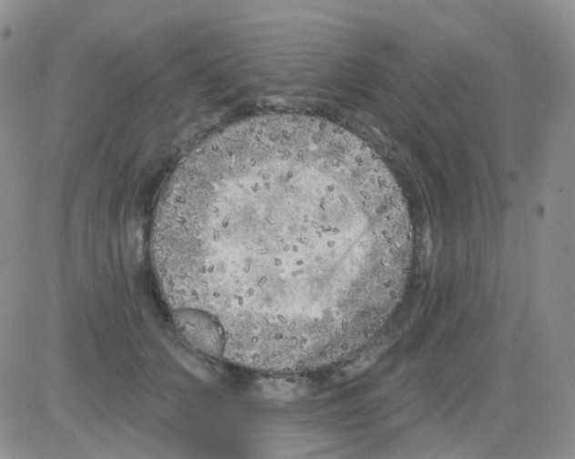 X0000082730703200702232347