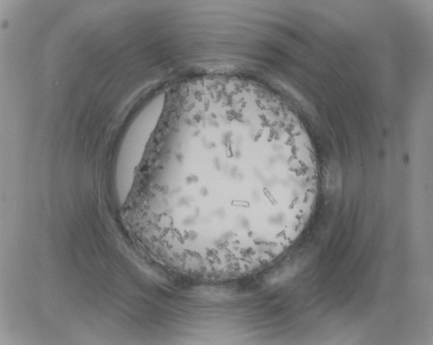 X0000082730733200702232346