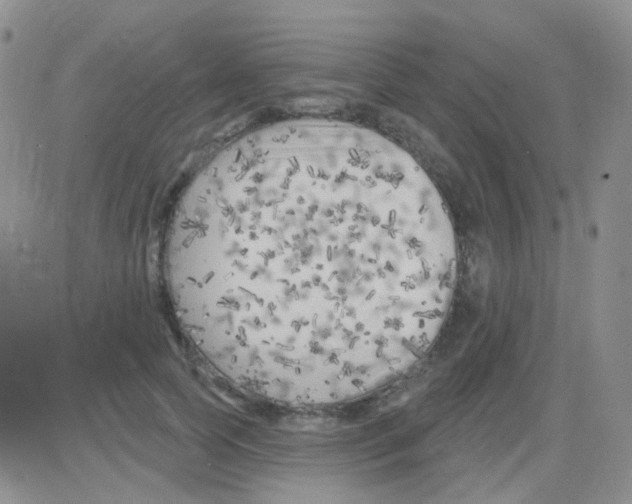 X0000082730745200702232347