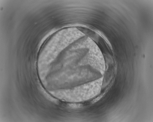 X0000082730805200702232346