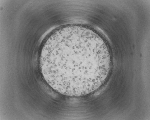 X0000082730875200702232344