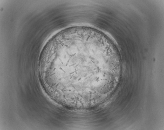 X0000082730895200702232344