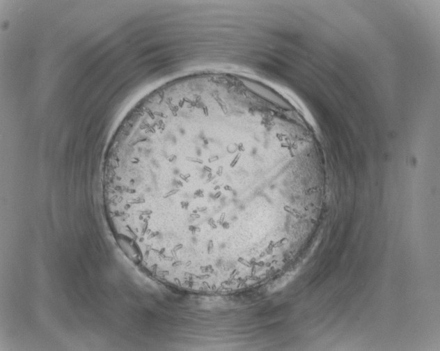 X0000082730903200702232344