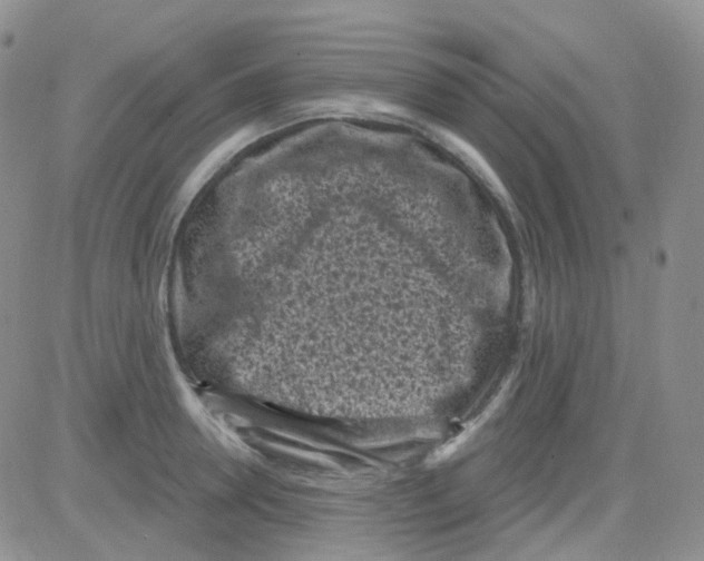 X0000082730946200702232343