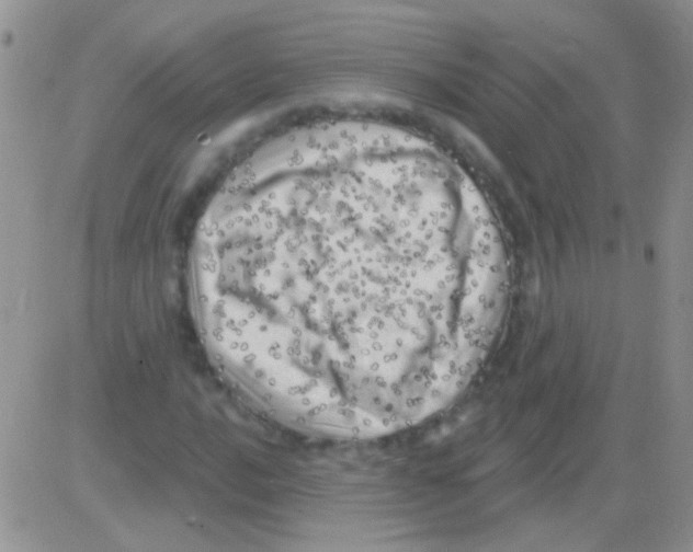 X0000082731016200702232341