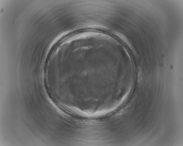 X0000082731024200702232342