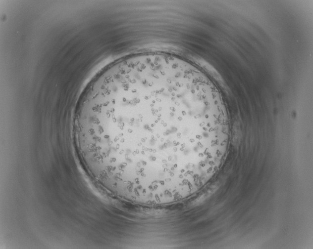 X0000082731039200702232342