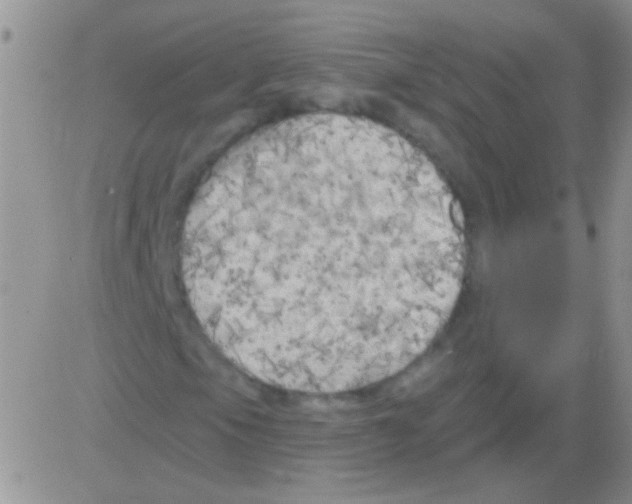 X0000082731105200702232340