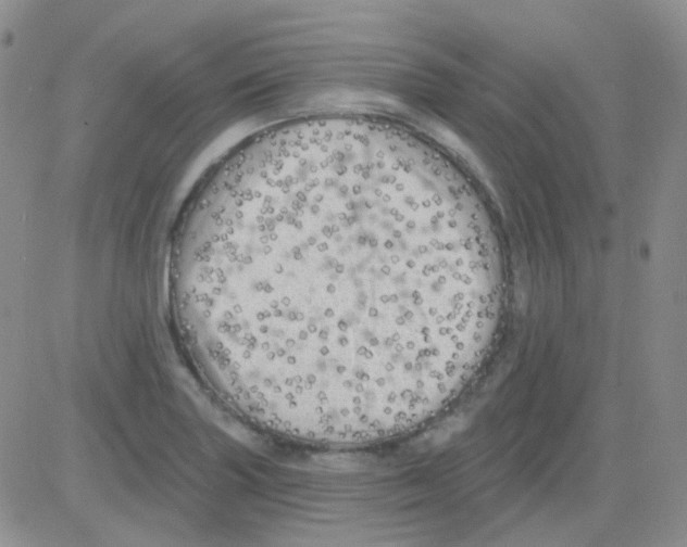 X0000082731227200702232339