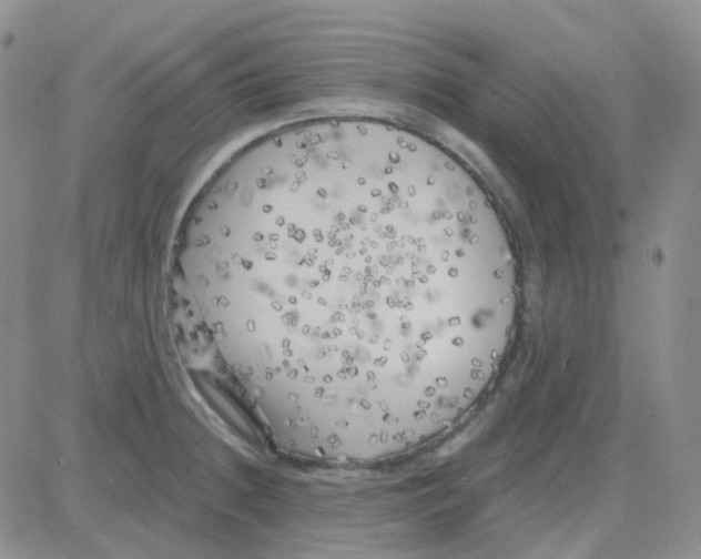 X0000082731236200702232339