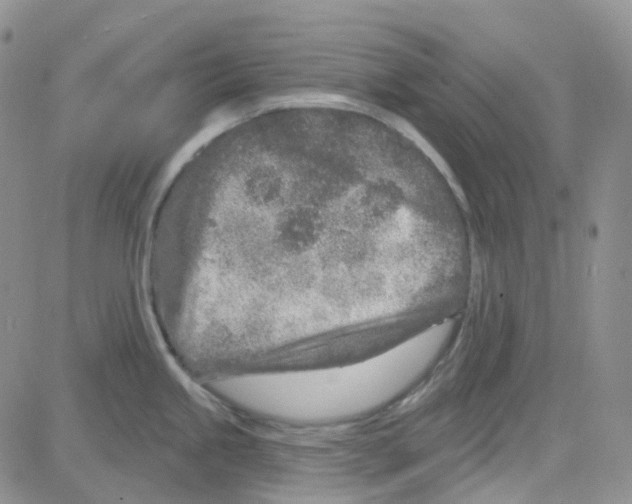 X0000082731245200702232339