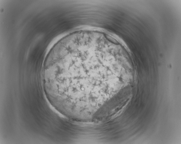 X0000082731247200702232339