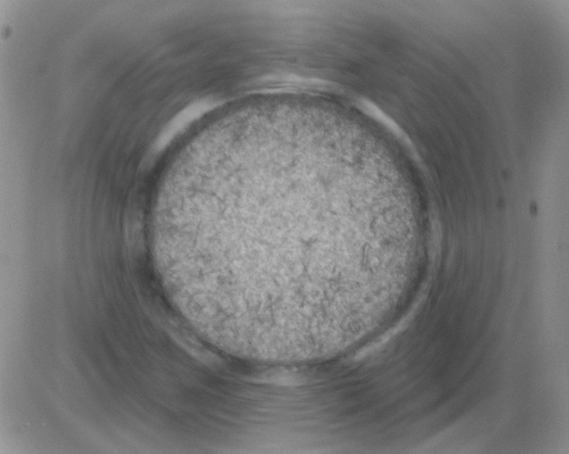 X0000082731259200702232338