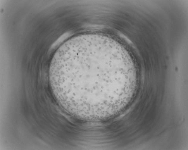 X0000082731354200702232336