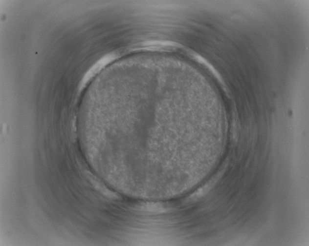 X0000082731362200702232336