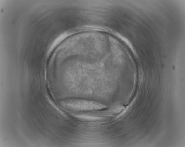 X0000082731365200702232336