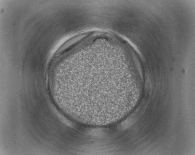 X0000082731367200702232336