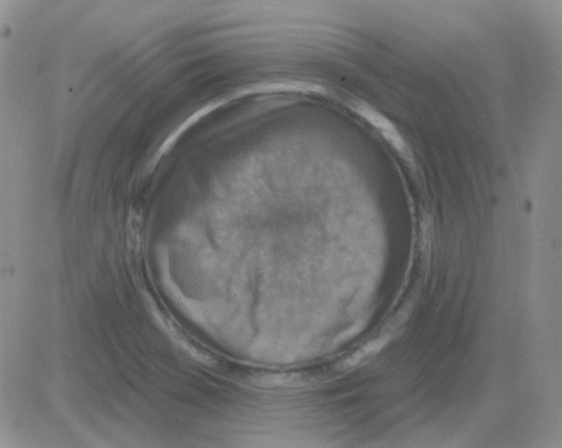 X0000082731369200702232336