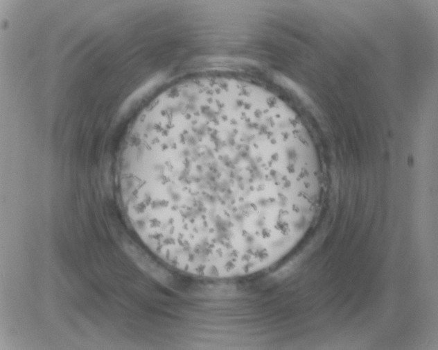 X0000082731403200702232335