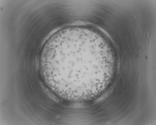 X0000082731409200702232335