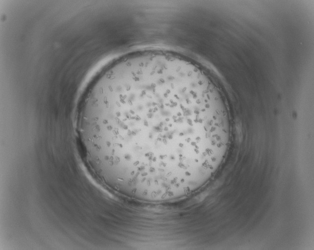 X0000082731416200702232335