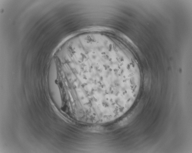 X0000082731417200702232335