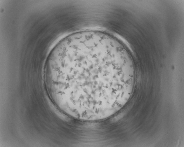 X0000082731423200702232335