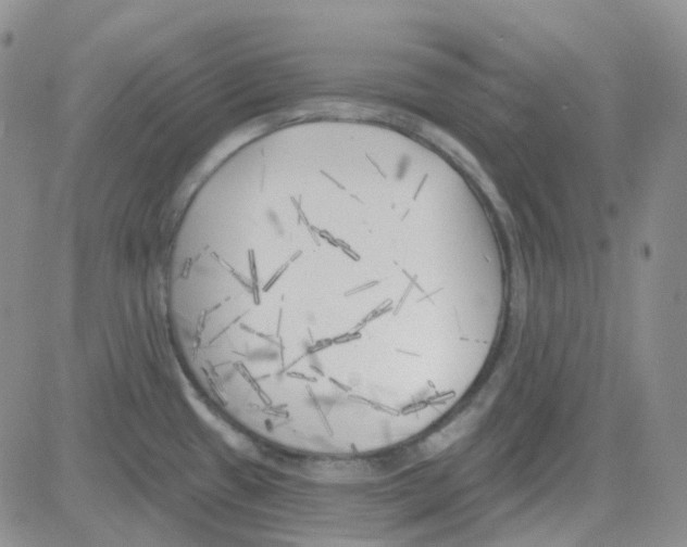 X0000082731433200702232336