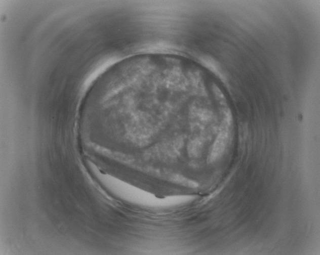 X0000082731463200702232335