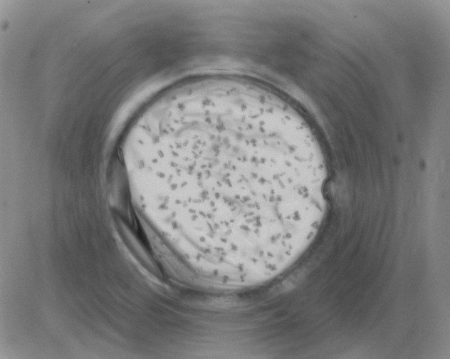 X0000082731464200702232335