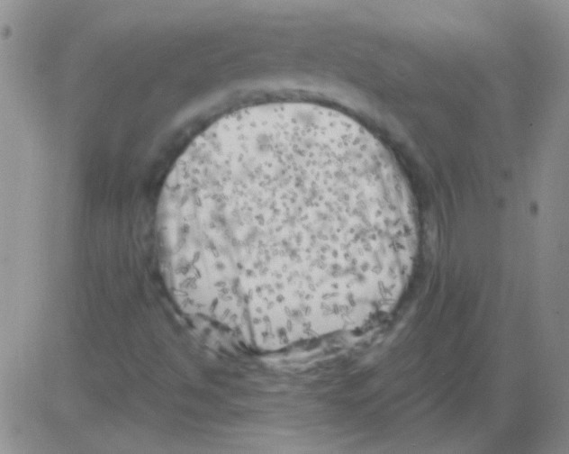 X0000082731494200702232333