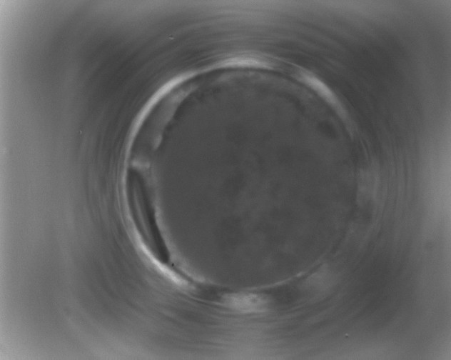 X0000082741331200701261431