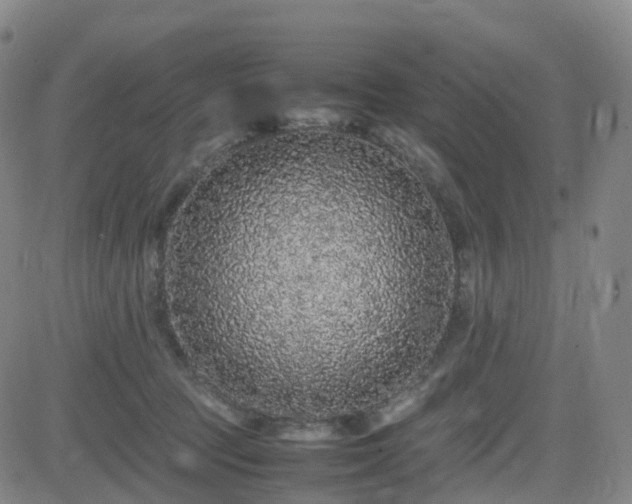 X0000082740369200702021351