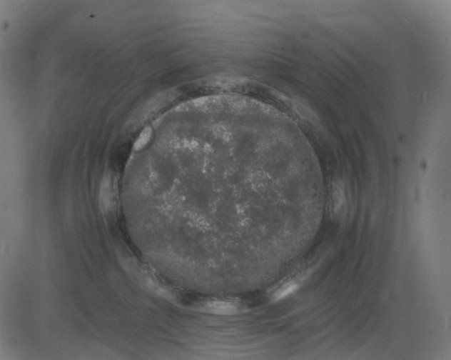 X0000082740236200702091911