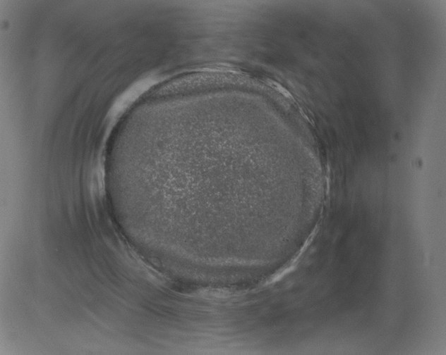 X0000082740294200702091910