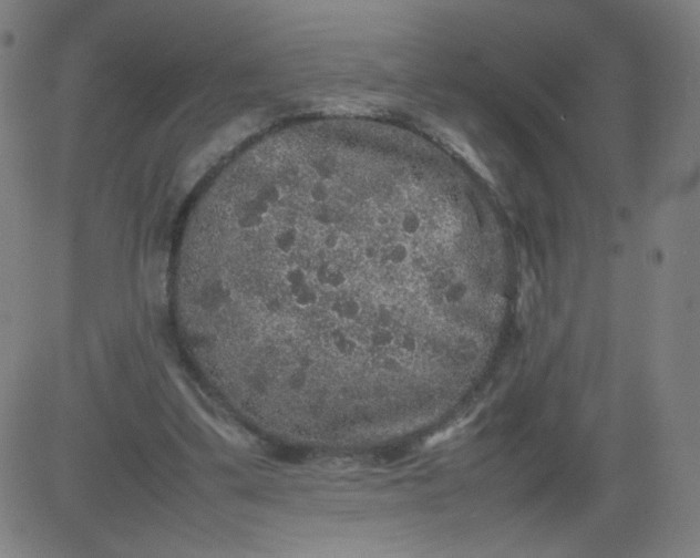 X0000082740299200702091910