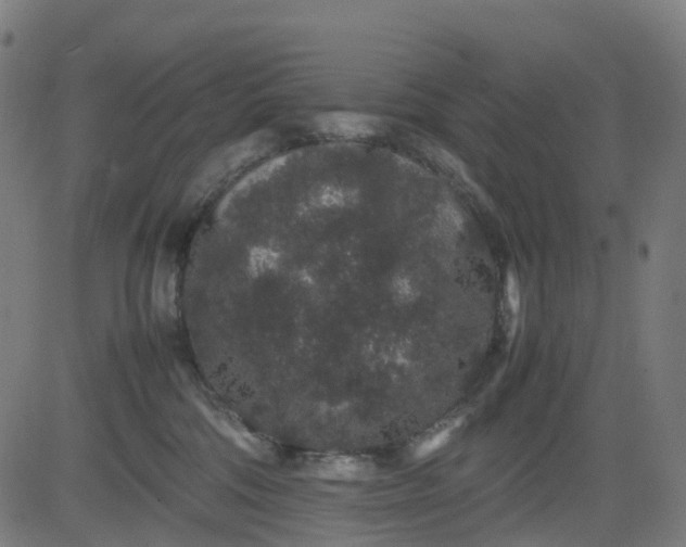 X0000082740330200702091909