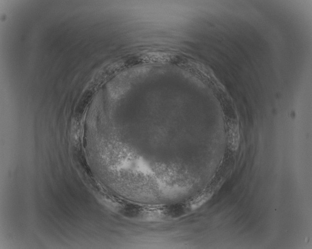 X0000082740701200702091903