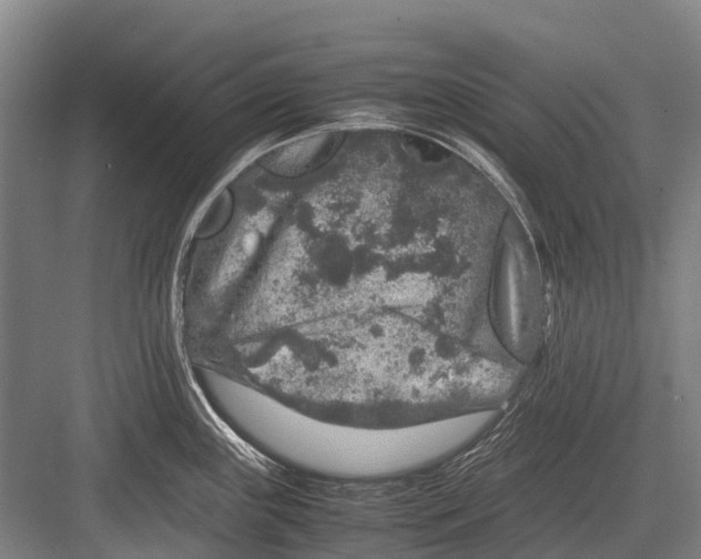 X0000082741243200702161925