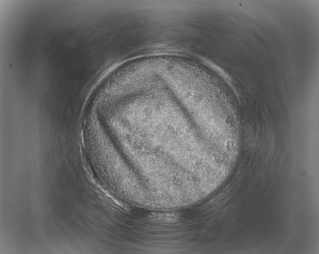 X0000082741415200702161921