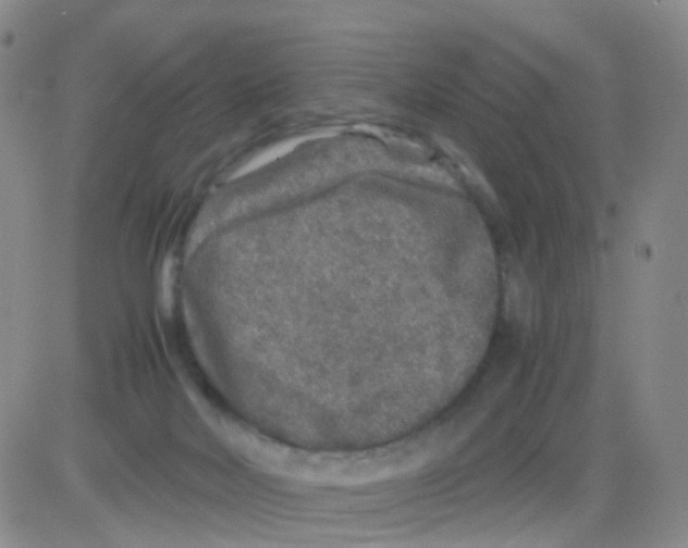 X0000082740026200702240024