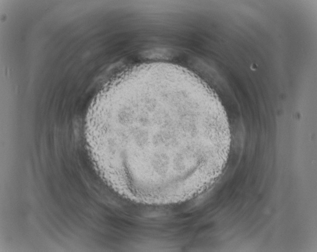 X0000082740175200702240022