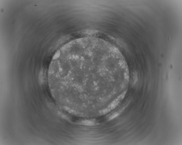 X0000082740236200702240021