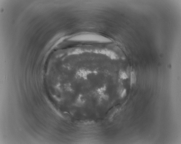 X0000082740243200702240020