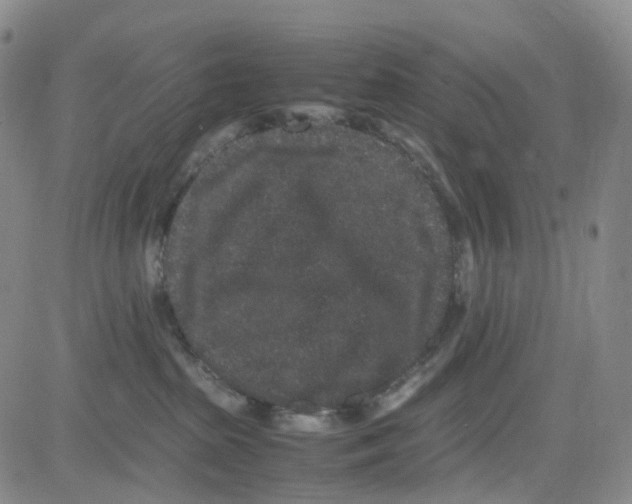 X0000082740285200702240021