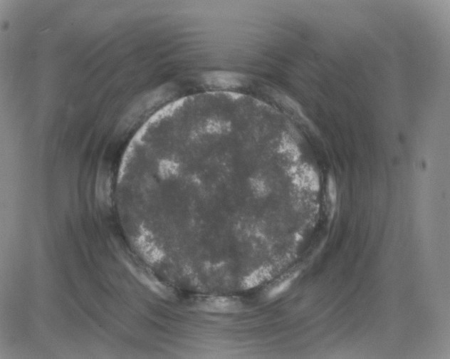 X0000082740330200702240019