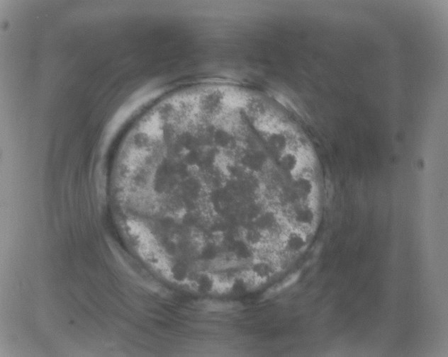 X0000082740343200702240018