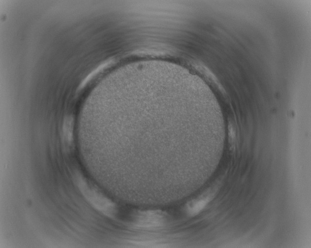 X0000082740396200702240018