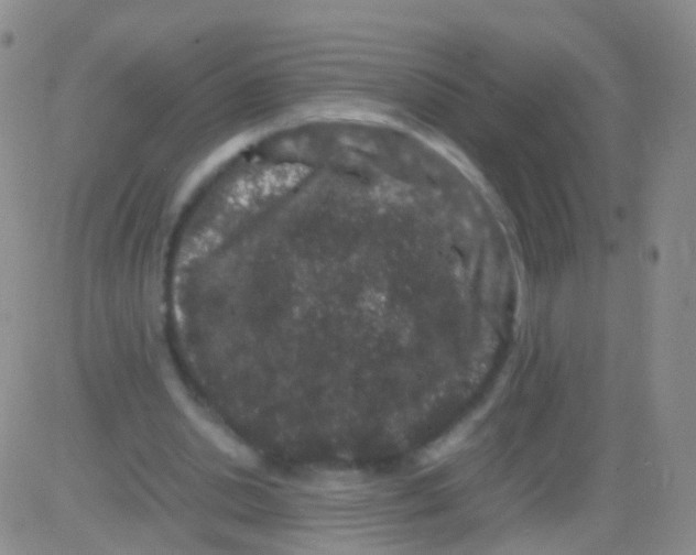 X0000082740438200702240017