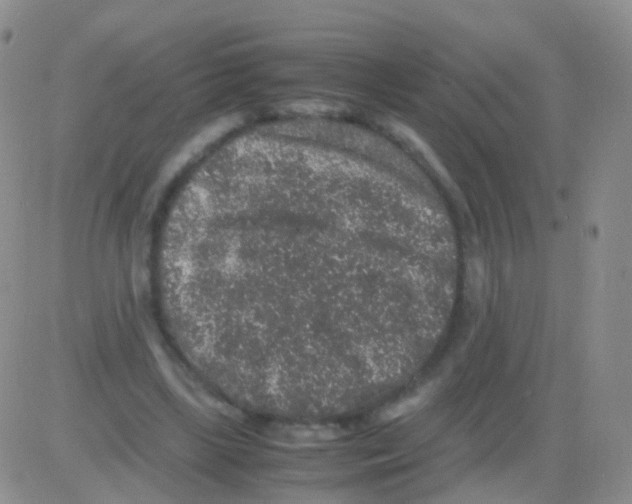 X0000082740443200702240017